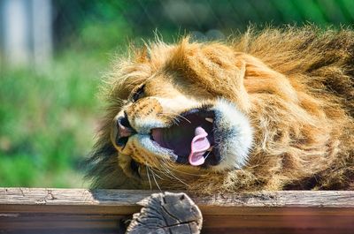 Close-up of a cat yawning