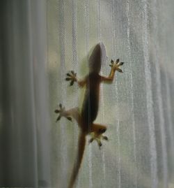 Close-up of lizard on wall