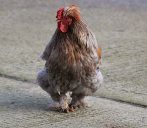 Close-up of rooster