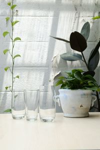 Potted plants on table against wall