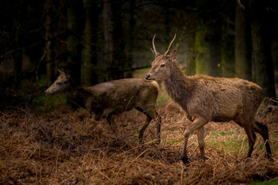 Deer walking in forest