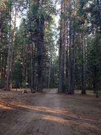 Road passing through forest