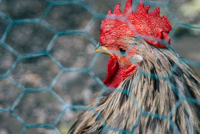 Close-up of rooster seen through fence