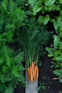 Fresh organic carrots on the ground in green leaves