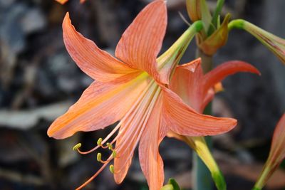 Close-up of orange flowering plant