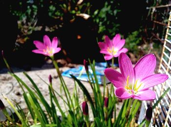 Close-up of pink flower