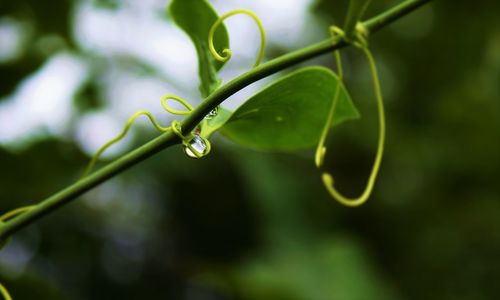 Close-up of water drops on leaf