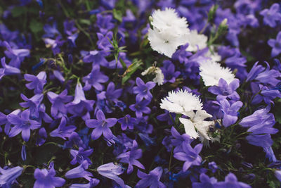 Close-up of purple crocus blooming outdoors