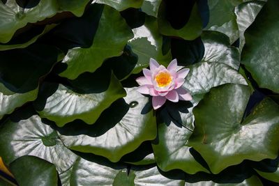 High angle view of purple water lily amidst leaves