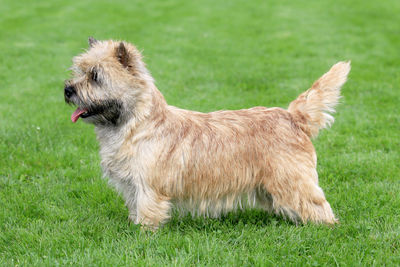 Side view of a dog on field