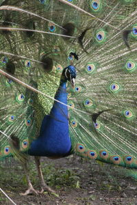 Close-up of peacock