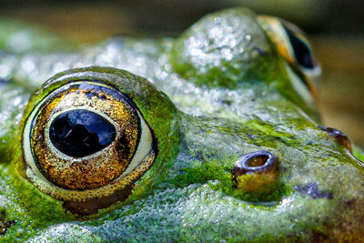 Close-up of frog