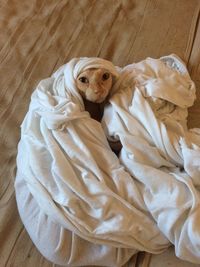 High angle view of dog lying on floor