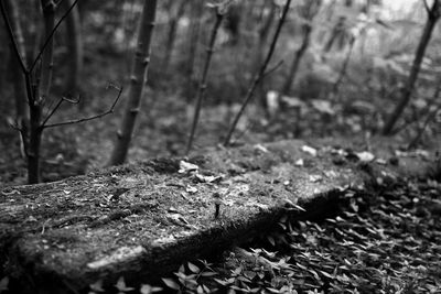 Close-up of tree trunk in forest