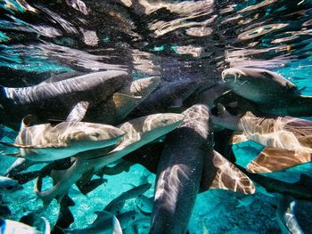 Close-up of fish swimming in sea