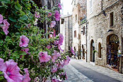 Pink flowering plants by street amidst buildings in city