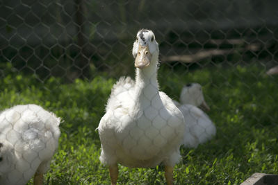 Close-up of white swan