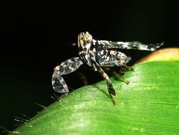 Close-up of insect on leaf