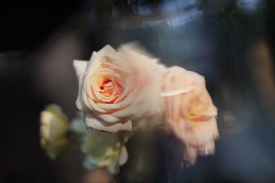 Close-up of rose roses