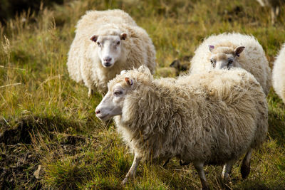 Sheep on field