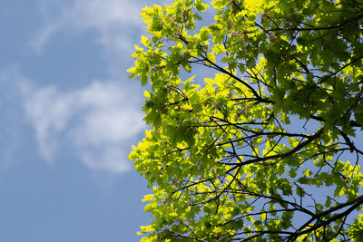 Low angle view of flowering tree against sky