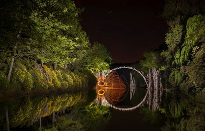 Trees in forest at night