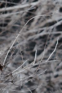 Close-up of dry plant on land