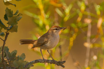 Close-up of bird perching on branch