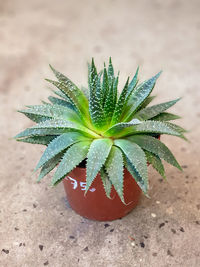 Close-up of potted plant