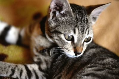 Close-up portrait of a cat resting at home