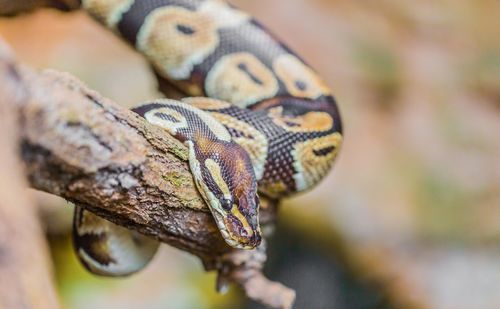 Close-up of lizard