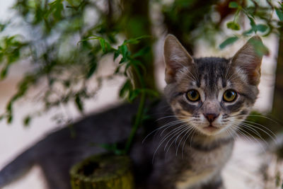 Close-up portrait of a cat