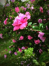 Close-up of pink flower