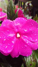 Close-up of water drops on pink flower blooming outdoors