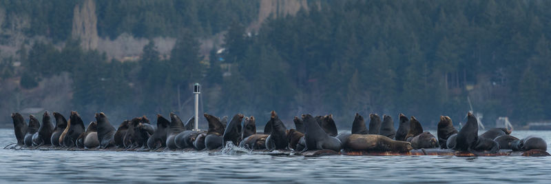 Panoramic shot of sea lions against trees