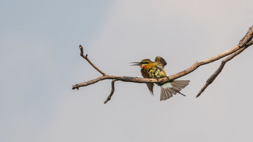 Low angle view of bird perching on branch against sky