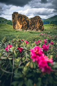 Scenic view of flowering plants on land against sky