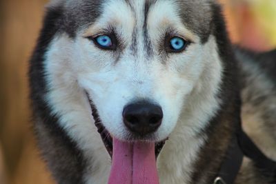 Close-up portrait of dog