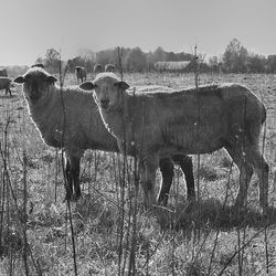 Horse grazing on grassy field