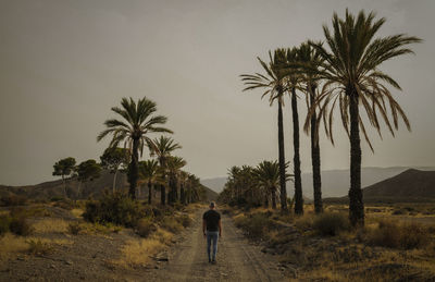 Adult man on dirt road with palm trees in tabernas desert, almeria, spain, in summer