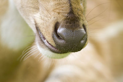 Close-up of an animal