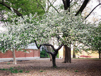 Flower tree in park