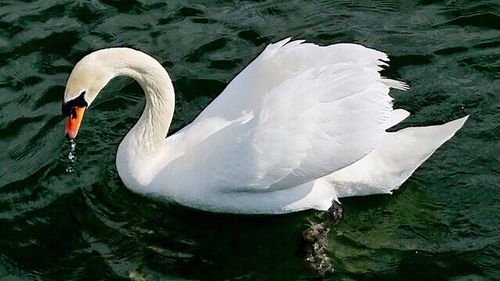 Close-up of swan in lake