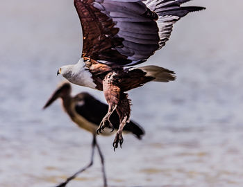 An eagle landing