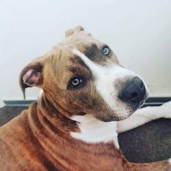 Close-up portrait of dog looking away