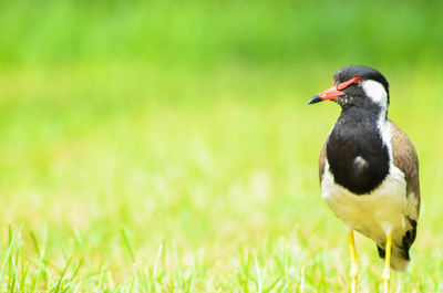 Close-up of bird on grass