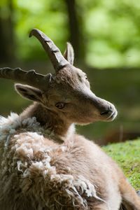 Close-up of deer on field