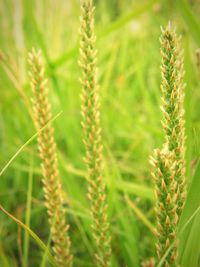 Close-up of wheat plant