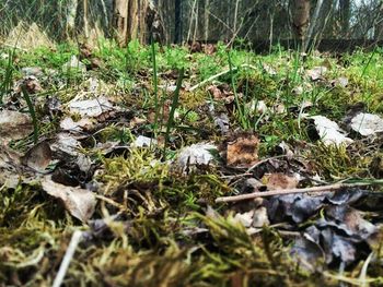 Plant growing in forest