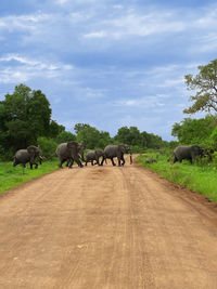 View of people walking on street amidst trees against sky